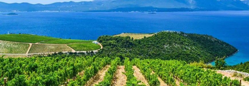 Lummiga vingårdar vid en blå kustlinje, inspirerande för vinprovning.